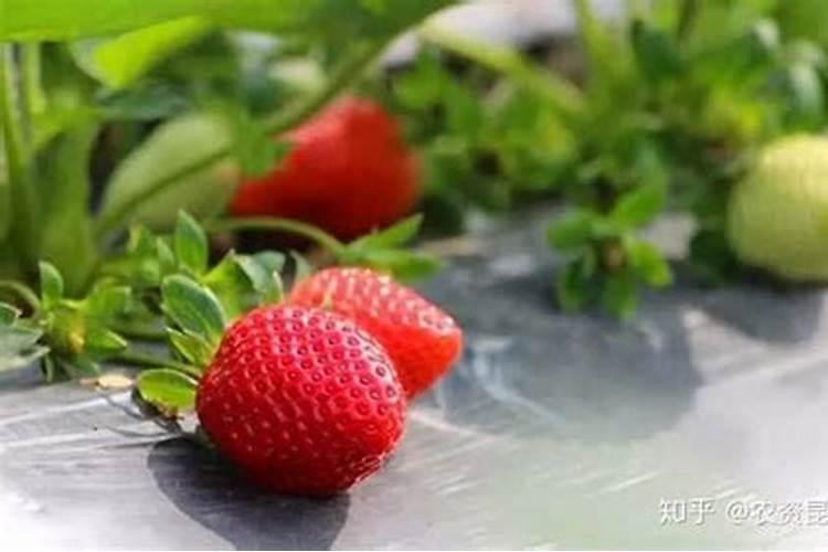新手进入种植草莓的行业,需要准备些什么？