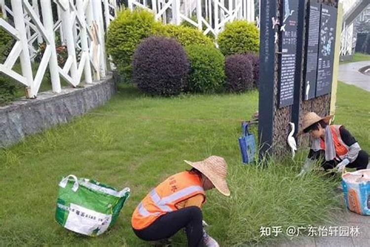 四季青草坪施什么肥