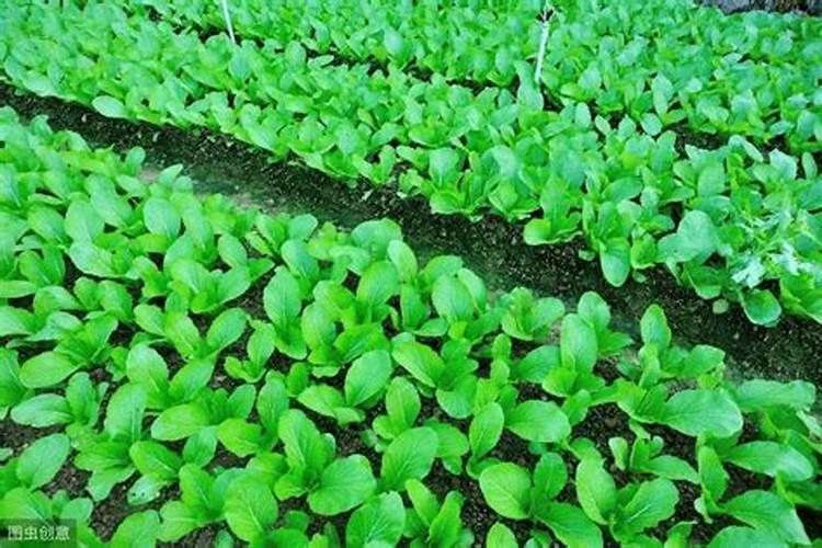 生物固氮作用联合固氮微生物