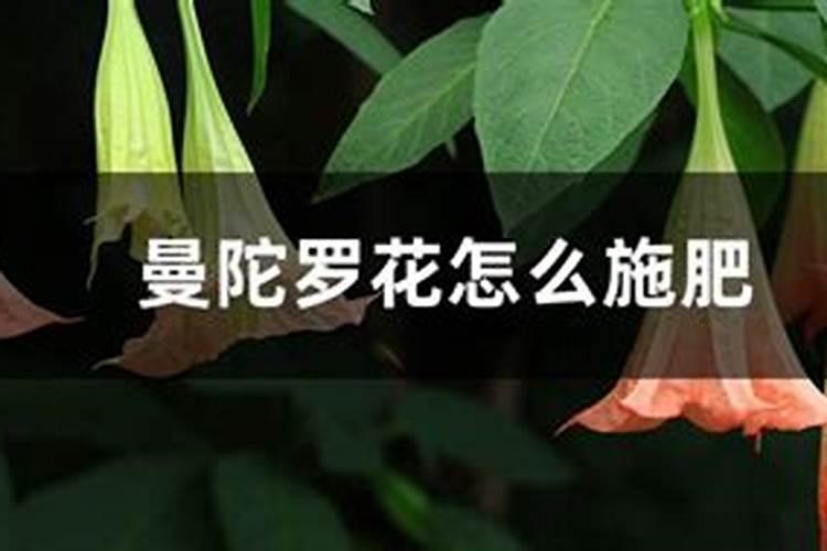 曼陀罗花怎么施肥
