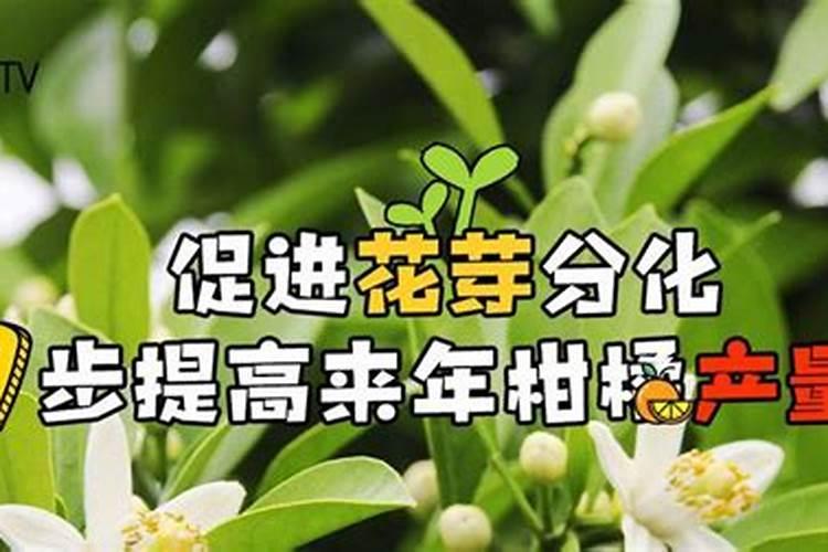 双孢菇的栽培技术