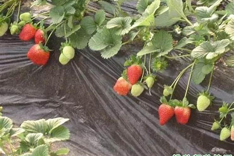 草莓施肥有何特点？