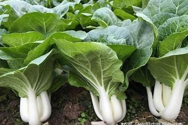 白菜追肥用什么肥好