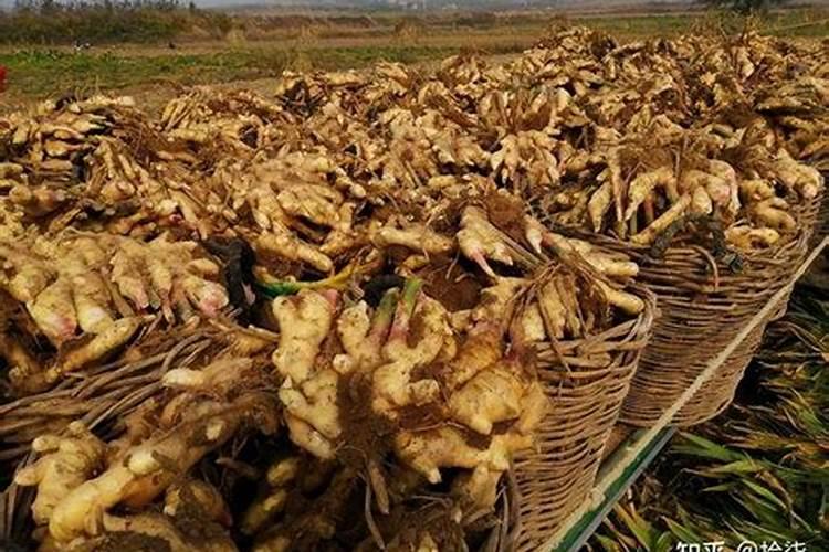 生根肥料有哪些 钾肥的作用是什么