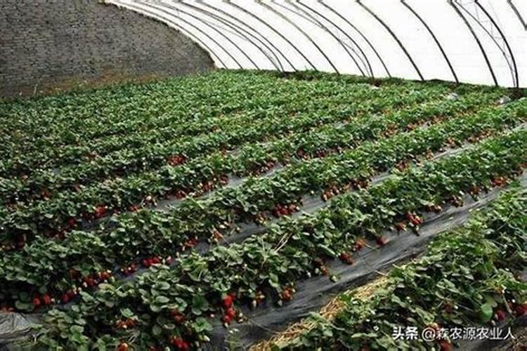 草莓要施什么肥料
