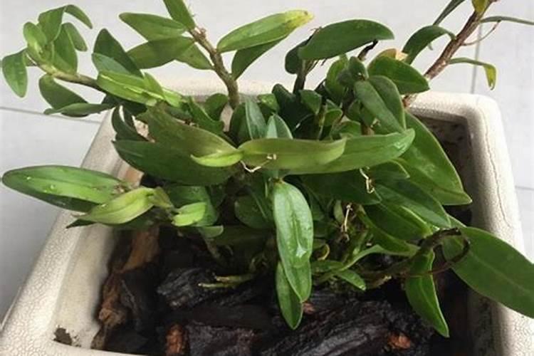 葡萄开花后施什么肥葡萄开花后怎么施肥