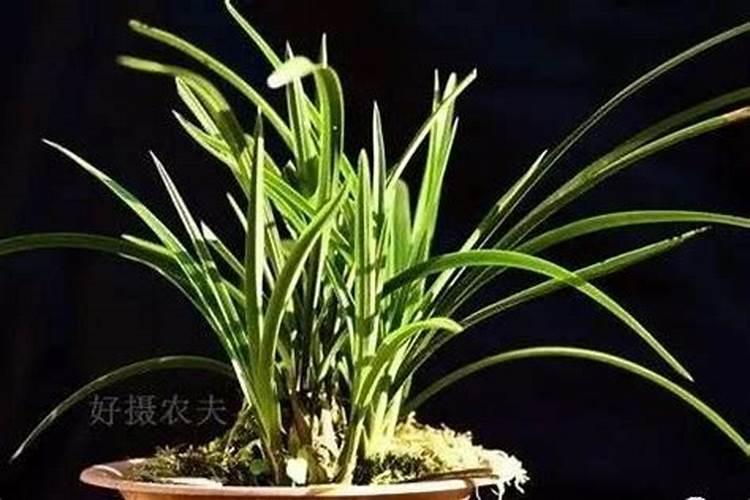 水溶肥的使用方法