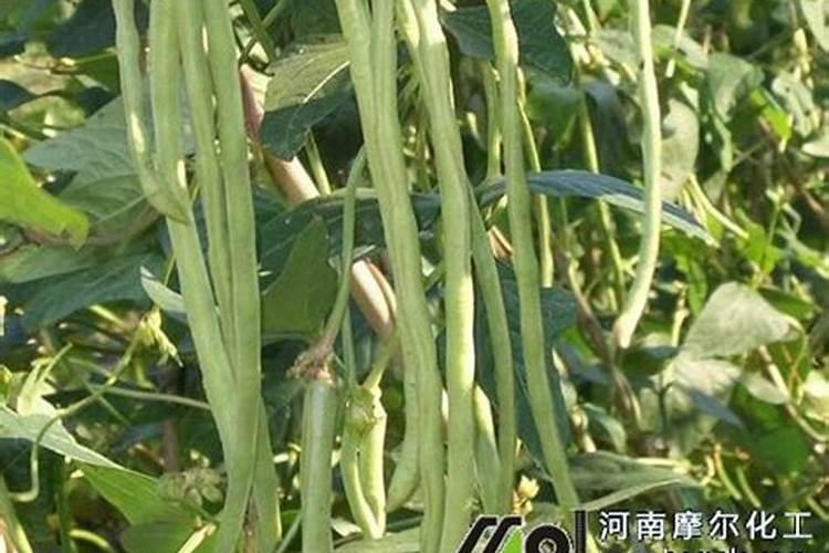 花卉叶面肥使用方法 叶面肥喷叶子正面还是背面