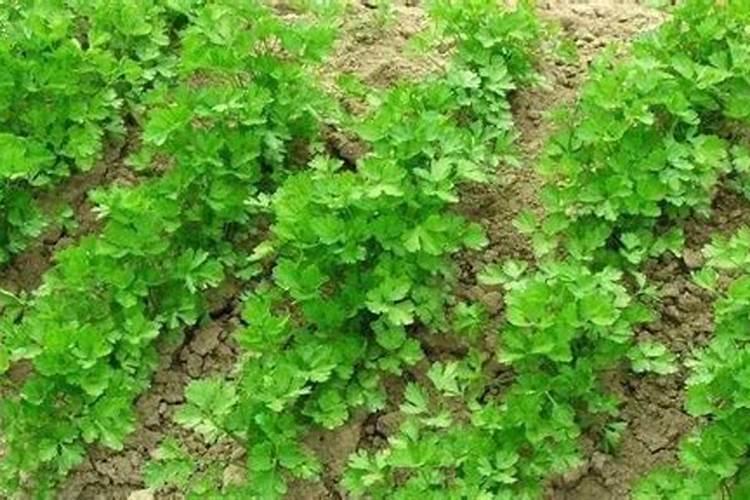 香菜最怕三种肥料