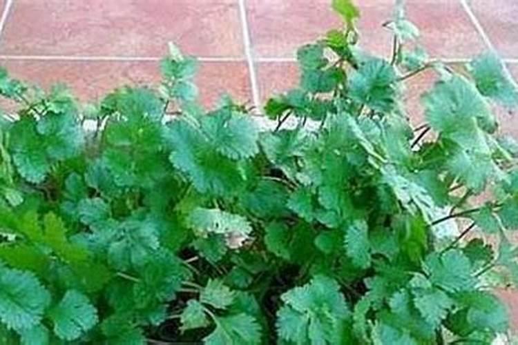 香菜最怕三种肥料