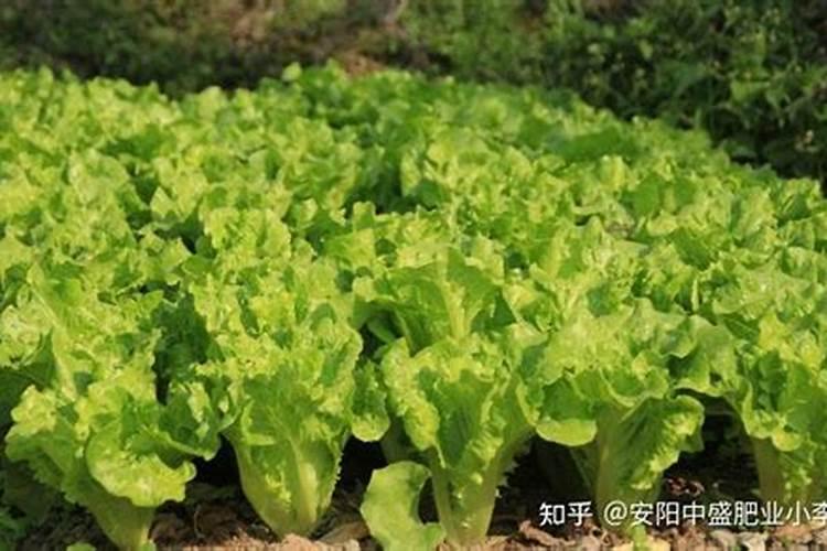 芸苔素使用方法