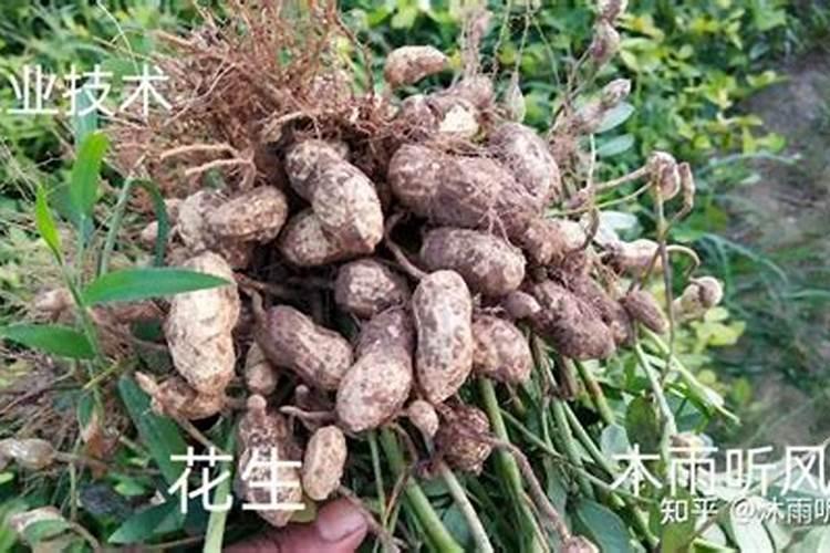 花生硼肥啥时候打好