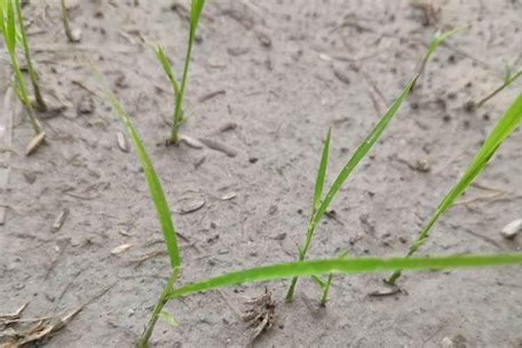 水稻秧苗什么时候施首次肥比较好？
