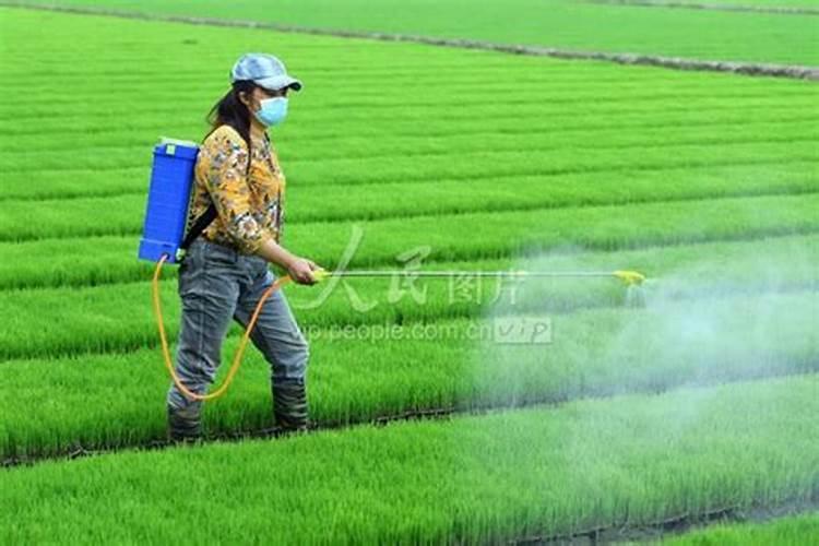 水稻移栽是载前用肥好还是载后用肥好