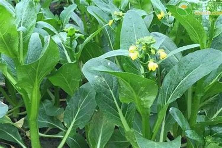 白菜种植多久后可以施肥,小白菜施肥,白菜苔种后可不