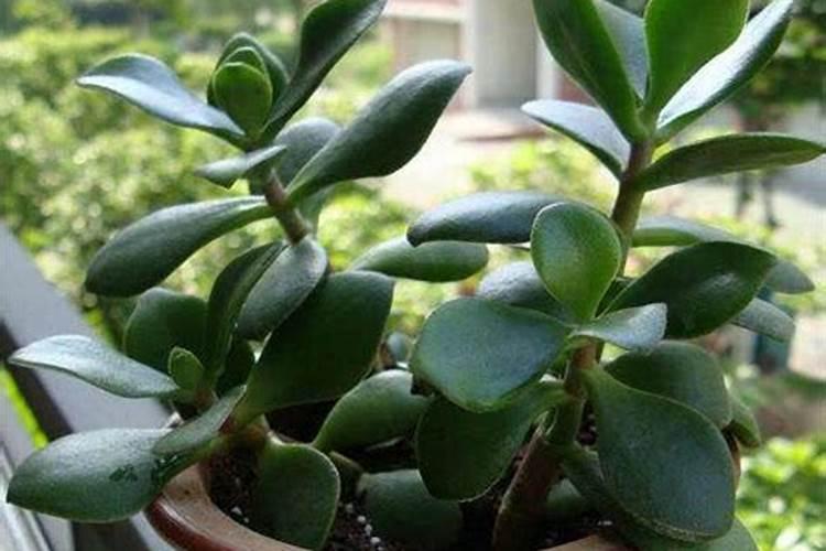 复合肥水溶解后浇葡萄行吗？