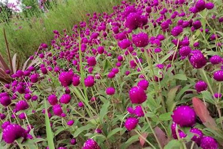盆栽百日红的种植方法