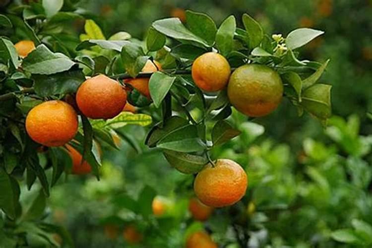 种柑橘用什么肥料最好