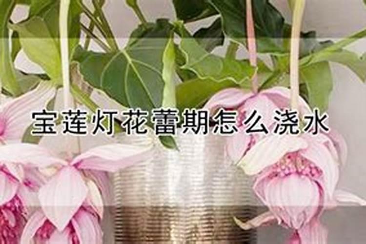 宝莲灯花蕾期怎么浇水