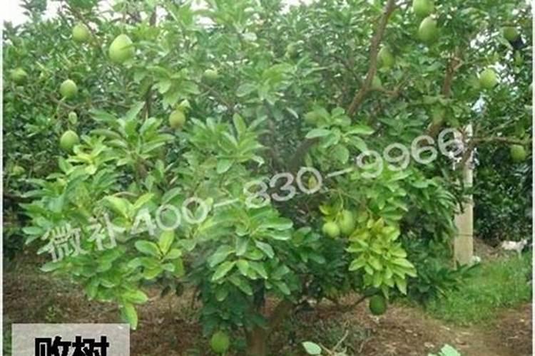 红肉蜜柚成熟期可以施肥吗