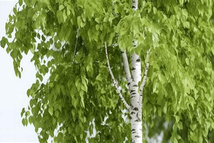 园林景观用什么木材比较好？