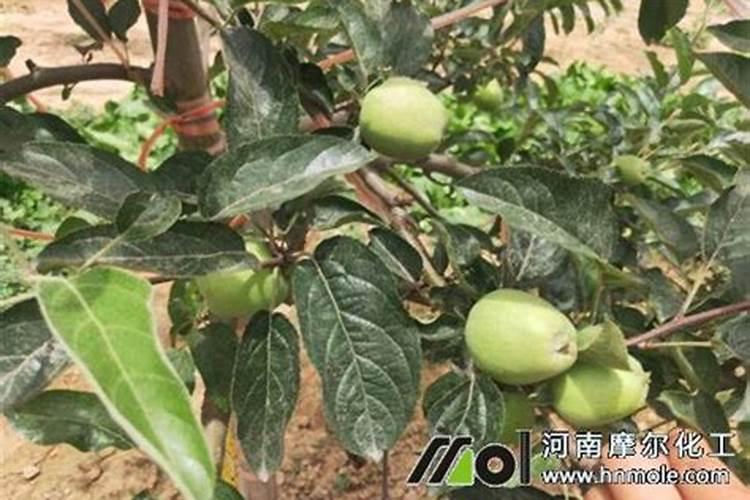 水溶肥含不含激素？
