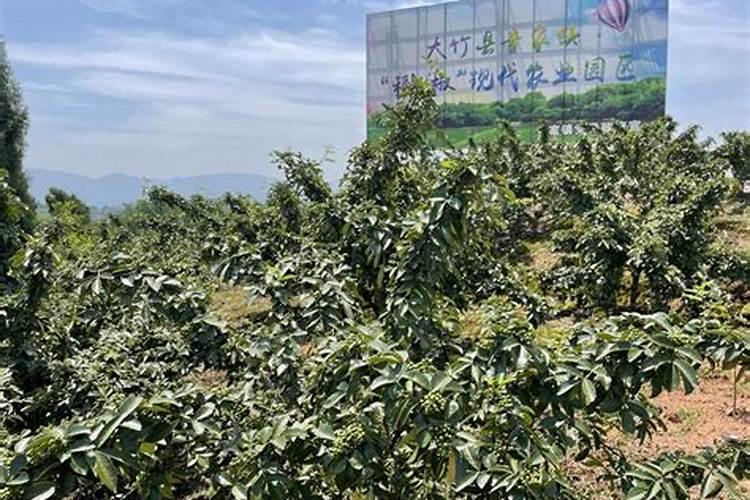 蔬菜·草莓·西甜瓜专用肥配方与施肥目录