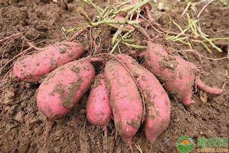 种红薯用什么肥料合适
