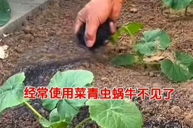 种菜用什么肥料最好 种菜用什么肥料比较好