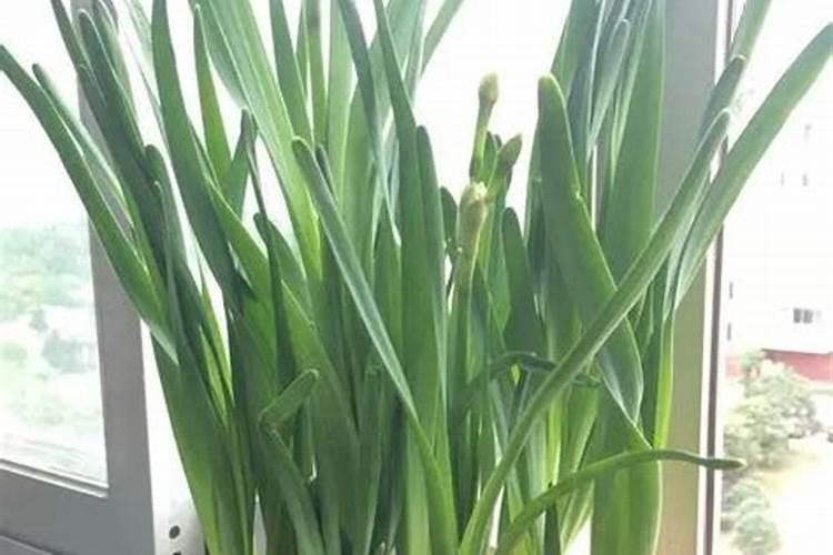 蒜苗用什么肥料好