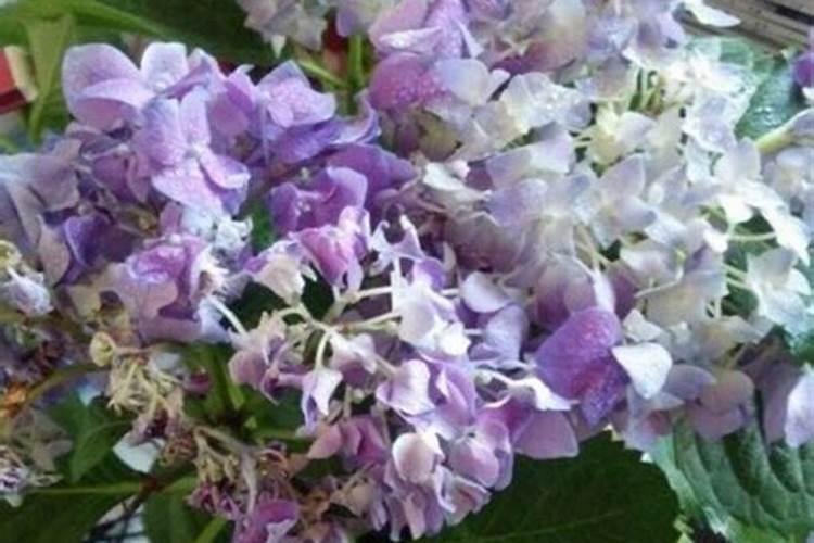 绣球花怎么施肥,绣球花的施肥方法