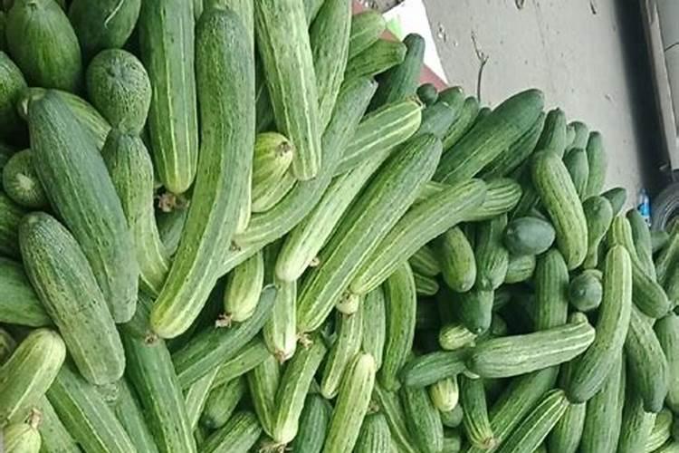 秋黄瓜什么时候栽种合适