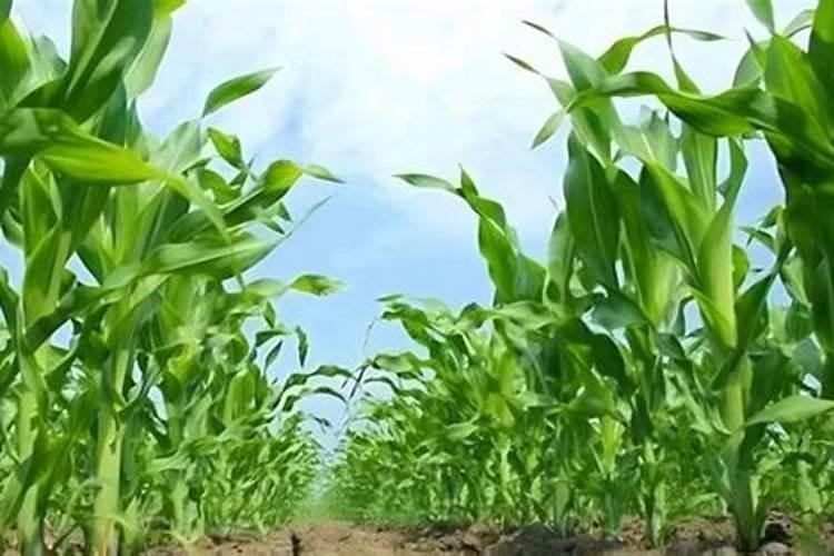 玉米追肥是补充玉米营养,怎样正确给玉米追肥？