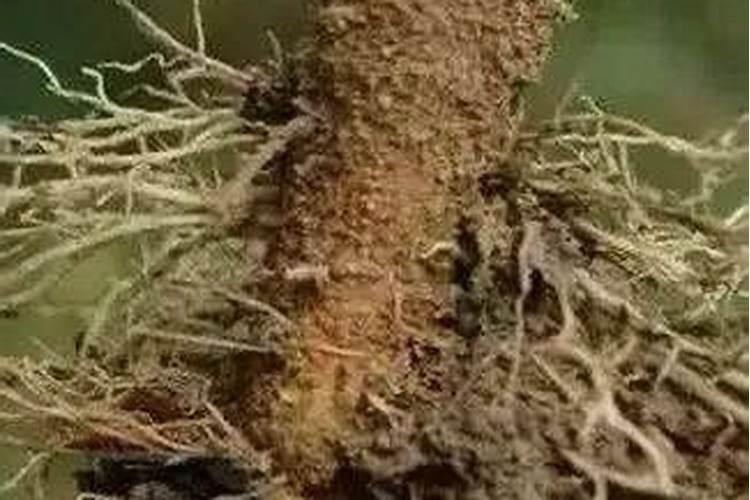 硝态氮对植物根有影响吗？为什么会出现果树烂根的症状？