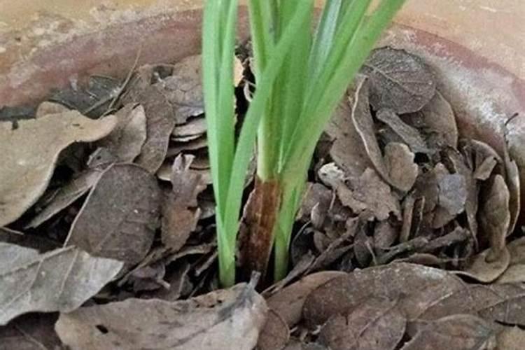 植物坏死的叶子或根可以当肥料吗？