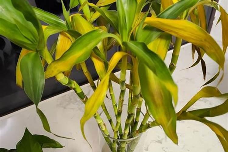 富贵竹要加什么肥料才不会叶子发黄？