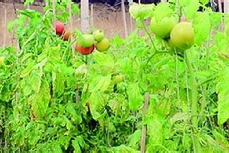 大豆田的野豆子用什么除草剂？