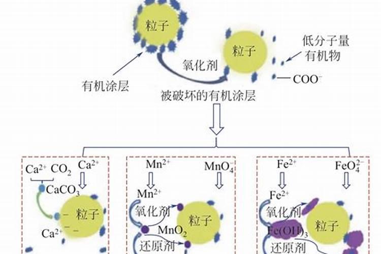 春季李子开花前后的施肥技术