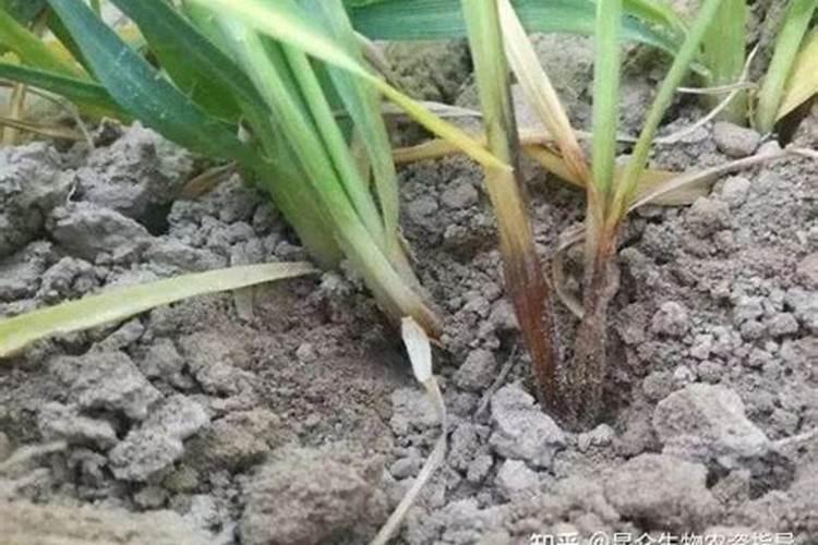 小麦根腐病的防治方法