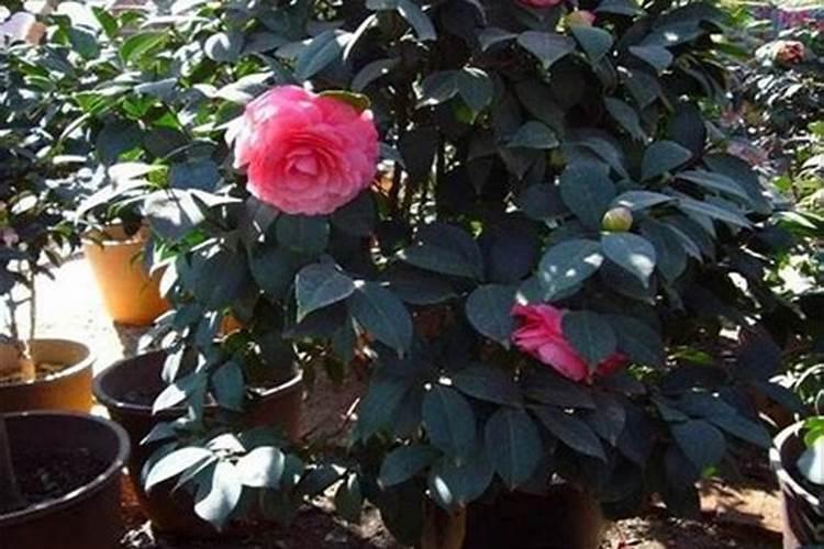 茶花打花苞施什么肥