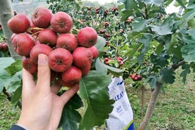 磷肥和复合肥的区别