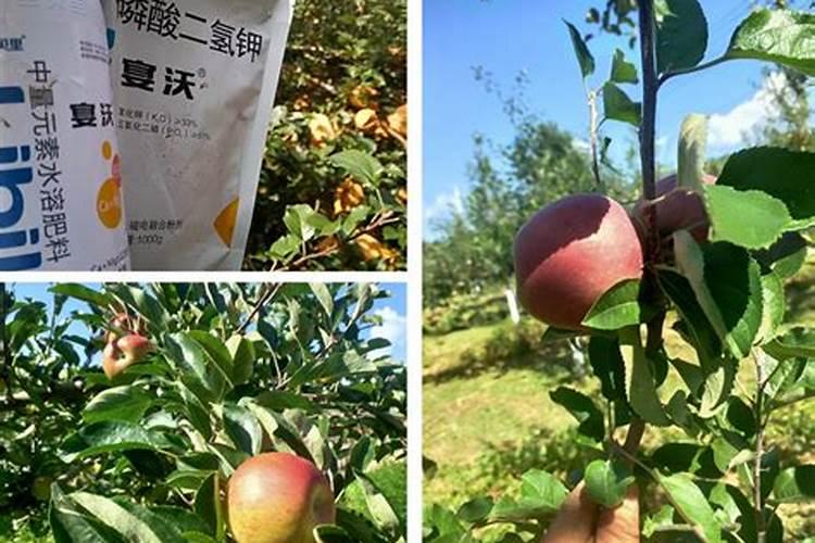 苹果树补钙的叶面肥有哪些