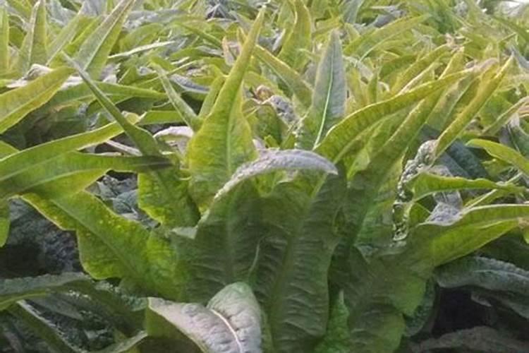 莴笋膨大长粗用什么肥或药