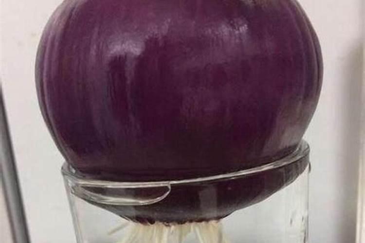 洋葱能不能泡花肥用