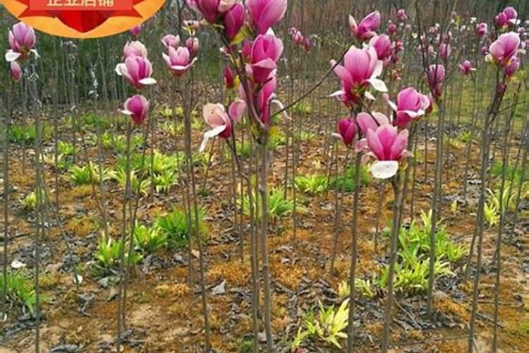 黄玉兰花怎么养