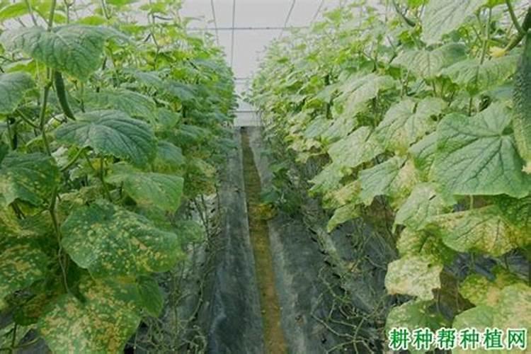 黄瓜霜霉病挺严重尤其是大棚前插用什么药好
