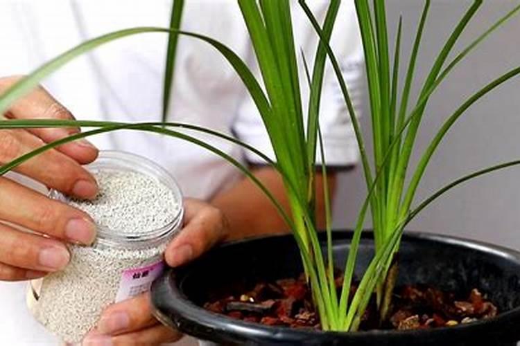 兰花喷消毒剂后第二天能喷水吗？