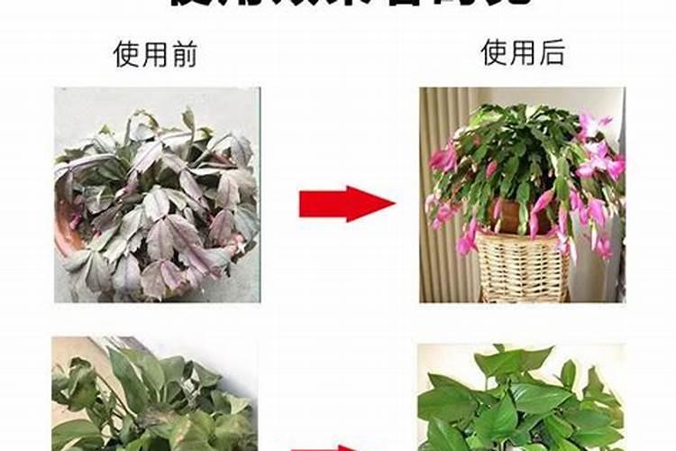 小麦防冻专用叶面肥 小麦防冻措施