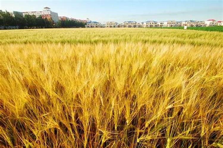 玉米用什么含量的肥料