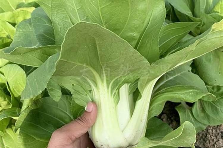 蔬菜叶面肥木醋液代理批发